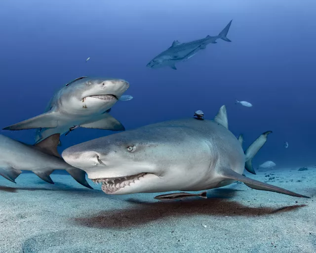Near the feeder, lemon sharks act like hungry puppies.