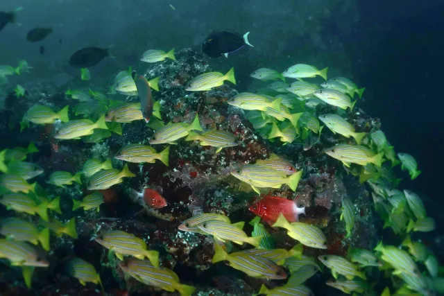 School of bluestripe snapper with squirrelfish, Cape Martin (or Cape Tikapo)