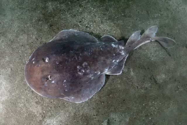 A battle scarred giant electric ray at Murch Mountain