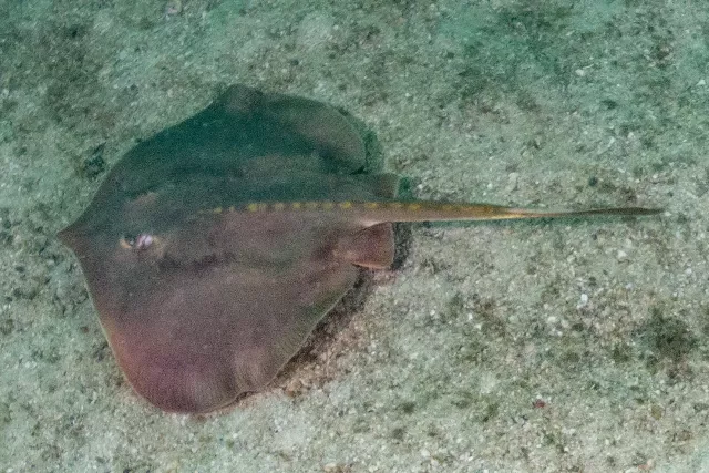 Proof of life: a rarely seen spinytail round stingray (Urotrygon aspidura) near Playa Del Coco