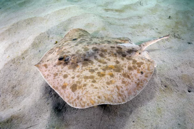 Some Chilean round stingrays look uncannily like tortillas