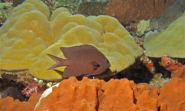Spiny chromis on reef