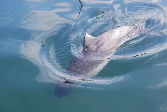 The harbour porpoise is one of eight extant species of porpoise. It is one of the smallest species of cetacean.
