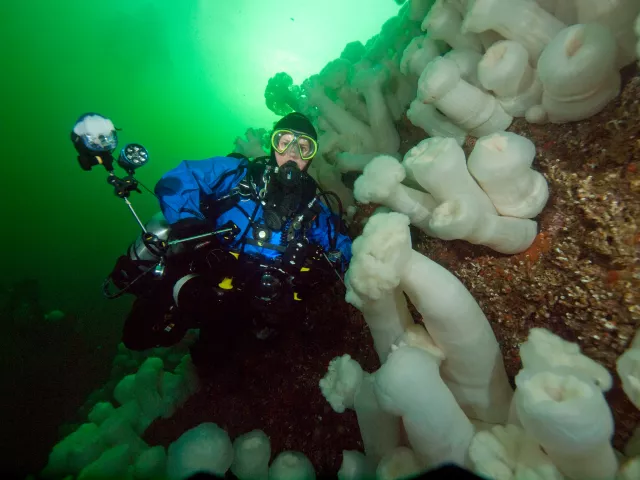 Diver with giant metridium anemones, Alaska 