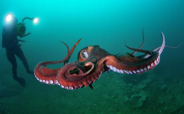 Giant Pacific Octopus - photo by Andrey Bizyukin
