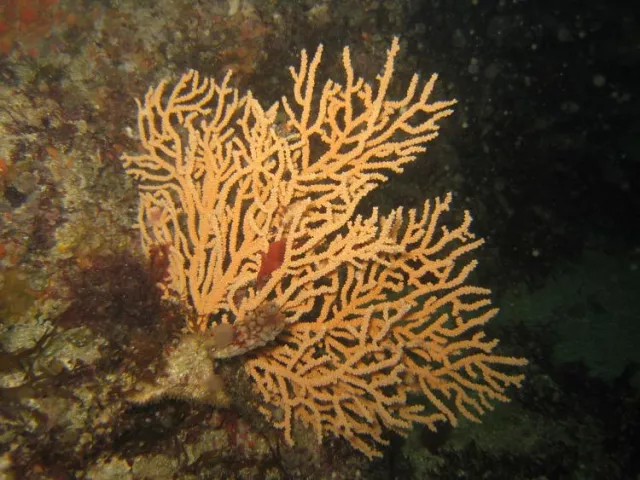 Eunicella verrucosa, the broad sea fan, pink sea fan or warty gorgonian, is a species of colonial Gorgonian "soft coral" in the family Gorgoniidae. It is native to the north-eastern Atlantic Ocean and the western Mediterranean Sea. 