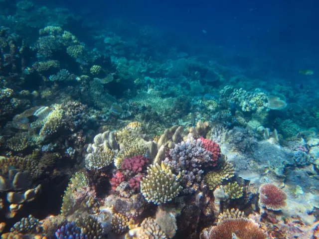 AIMS' Long-Term Monitoring Program measures the status and trend of reefs in the Great Barrier Reef World Heritage Area.