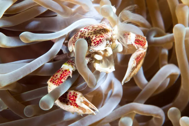 Porcelain crab in anemone, photo by John A. Ares