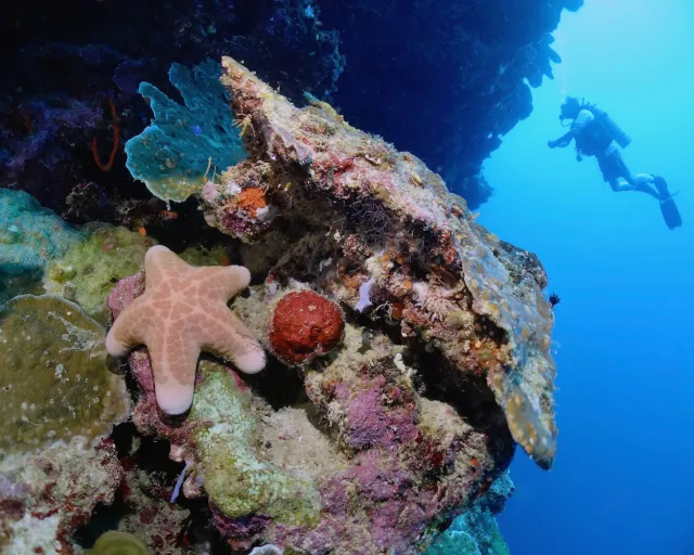 Granular seastar on reef wall at Katherine’s Reef, Kimbe Bay, Papua New Guinea. Photo by Pierre Constant