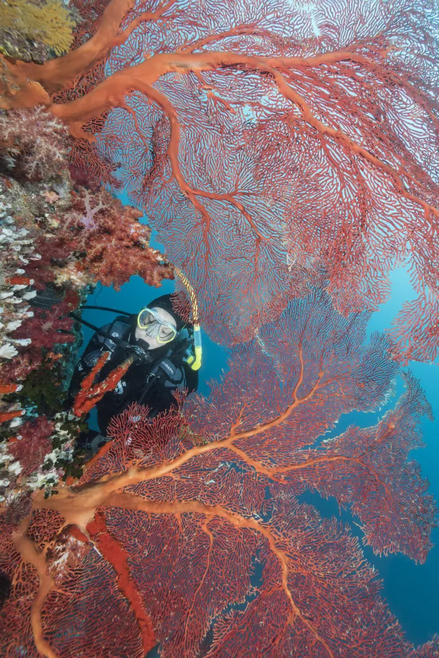  Diver and pair of large red sea fans at Caesar’s Rock, Coral Coast. Photo by Matthew Meier
