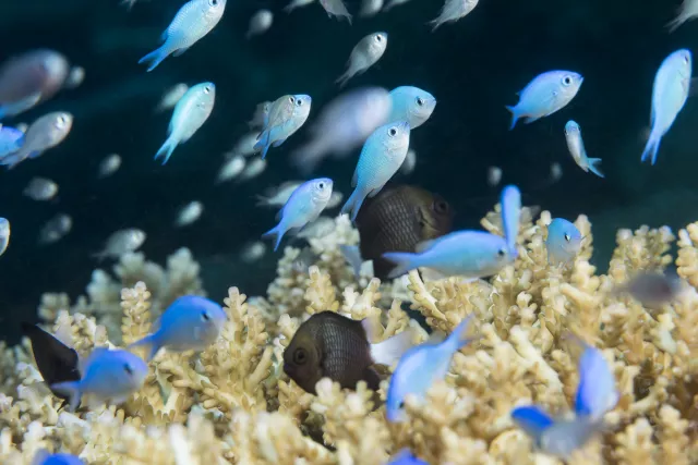 Blue chromis and three-spot dascyllus on hard corals at night at the Paradise Taveuni House Reef. Photo by Matthew Meier