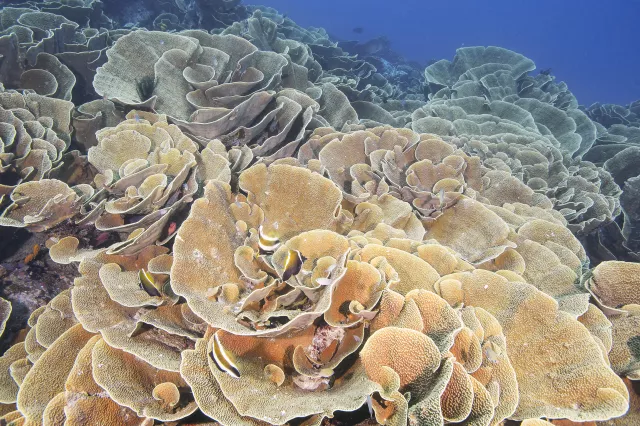 Large colony of cabbage coral, Turbin­aria reniformis, at Cabbage Patch, Rainbow Reef, Taveuni Island. Photo by Matthew Meier