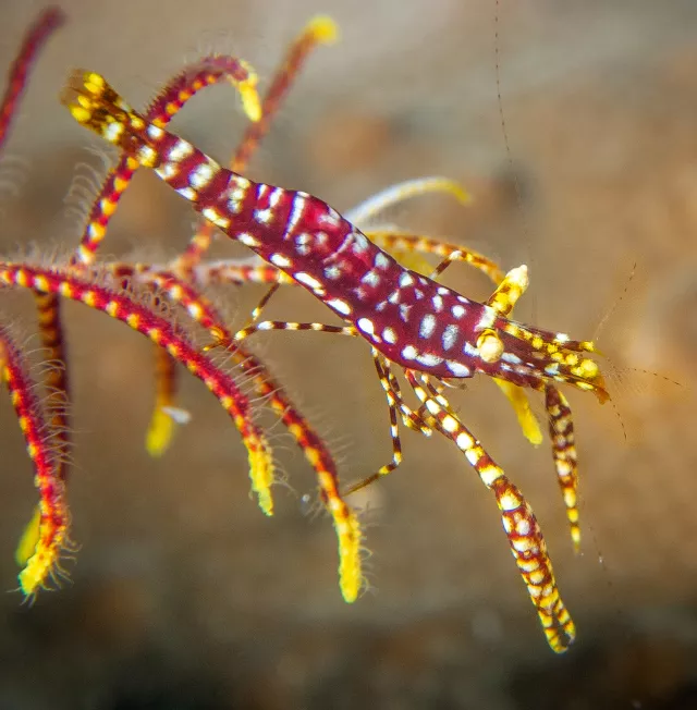 Coral shrimp, photo by Olga Torrey