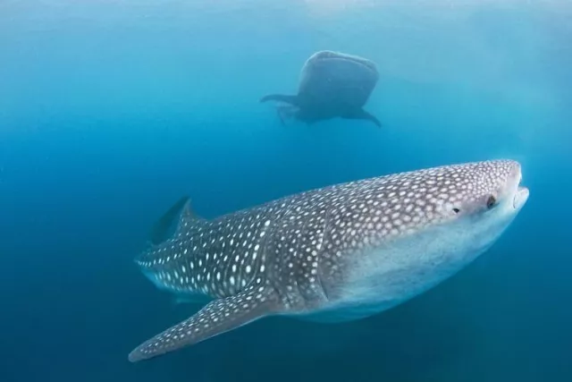 Macroalgae such as Sargassum weed are an important dietary component for whale sharks