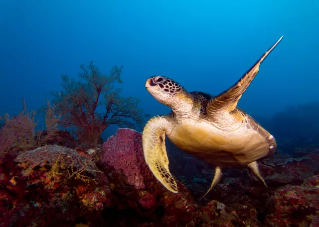 Green sea turtle on reef 