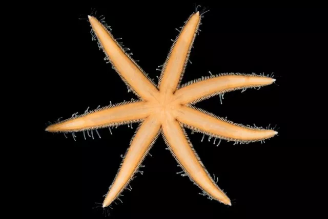 Den syvarmede søstjerne, Luidia ciliaris, forekommer i den østlige del af Atlanten, samt Middelhavet.