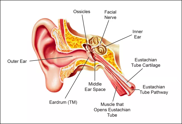 Anatomy of the ear (Image credit: Michael Rothschild / Canva)