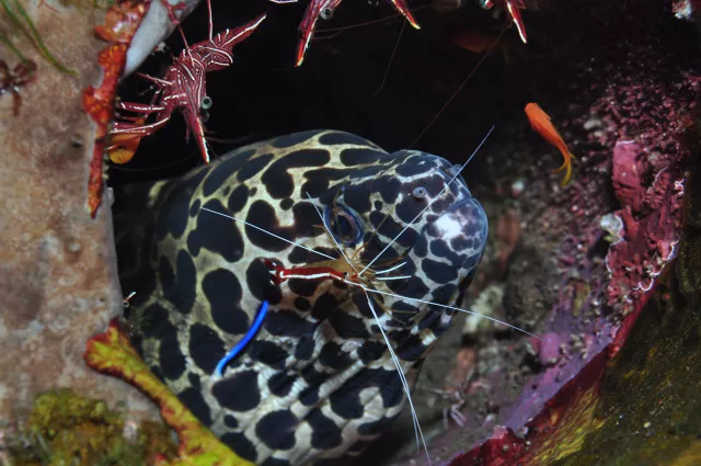 Honeycomb moray and a white-banded cleaner shrimp 