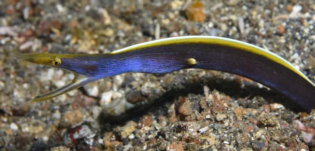 Ribbon eel. Photo by Nigel Marsh