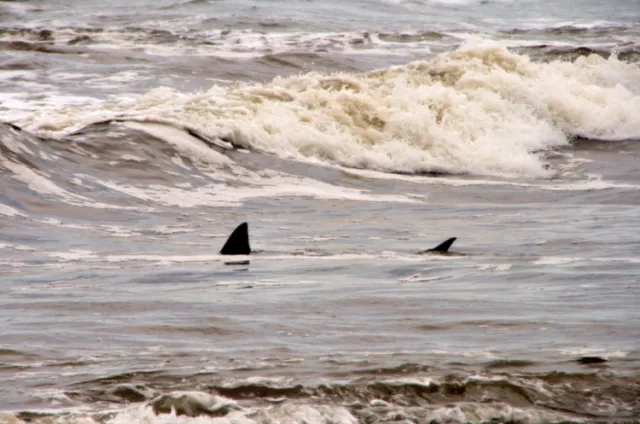 More than half of surfers surveyed are not bothered by sharks in the water.