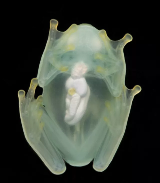 Male glassfrog photographed from below using a flash, showing its transparency