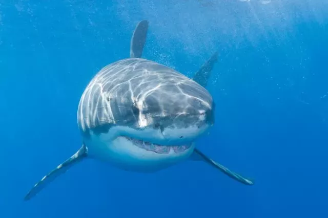 White shark at Guadalupe