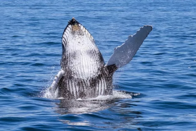 Whales have developed mechanisms against diseases such as cancer.