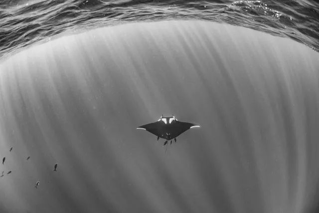 Manta ray, photo by Matthew Meier