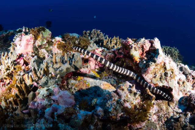 Sea snake on reef