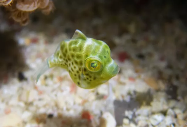 Baby mimic filefish, Shilang Beach, Green Island, Taiwan
