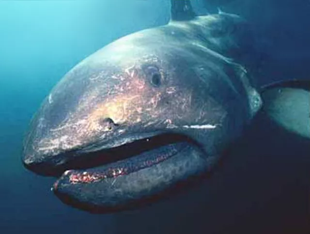 Tom Haight's portrait of a megamouth shark