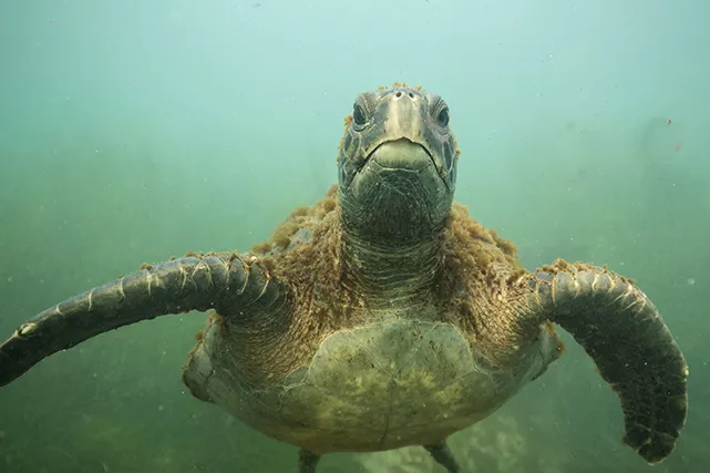 The green sea turtle swims over the algae-covered bottom with a piece of red algae still stuck to her mouth. Photo Brent Durand.