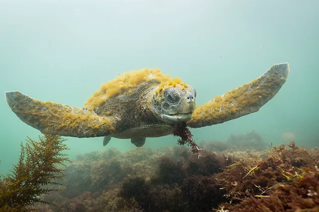The green sea turtle swims over the algae-covered bottom with a piece of red algae still stuck to her mouth. Photo Brent Durand.