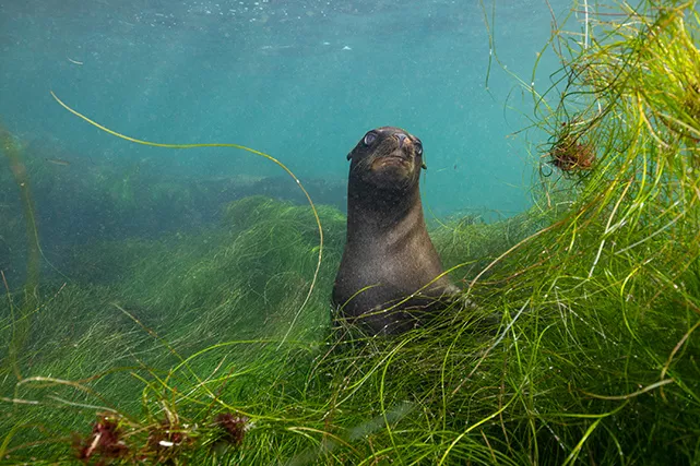 A California sea lion plays hide-and-seek with the photographer in the sea grass. Photo Brent Durand.