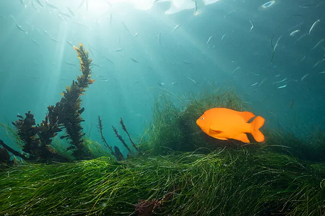 A classic La Jolla underwater scene, complete with Garibaldi fish (Hypsypops rubicundus), sea grass and sunrays. Photo Brent Durand.
