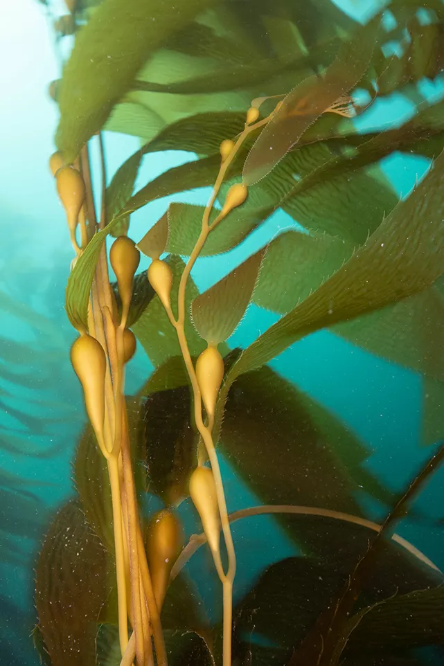 A slow shutter speed helps create a sense of movement in these giant kelp detail photos. Photo Brent Durand.