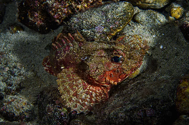 Scorpionfish, Toyama Bay, Japan. Photo by Martin Voeller.