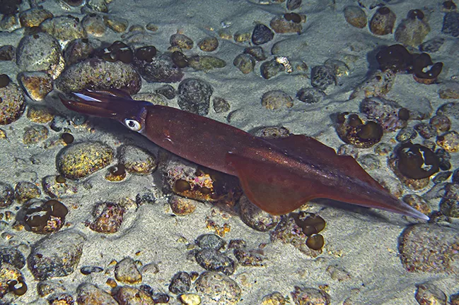 Large squid in Toyama Bay, Japan. Photo by Martin Voeller.