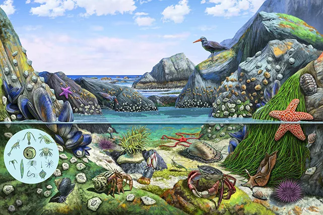 Ecosystem of the Rocky Shore, by Rudolf Farkas. Digital illustration, 210 x 297mm, 300dpi 
