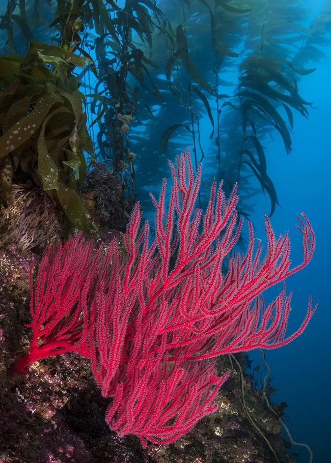 Red gorgonian in kelp forest, Santa Barbara Island. Photo by Frankie Grant.