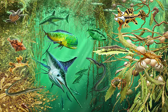 Ecosystem of the Sargasso Sea, by Rudolf Farkas. Digital illustration, 210 x 297mm, 300dpi