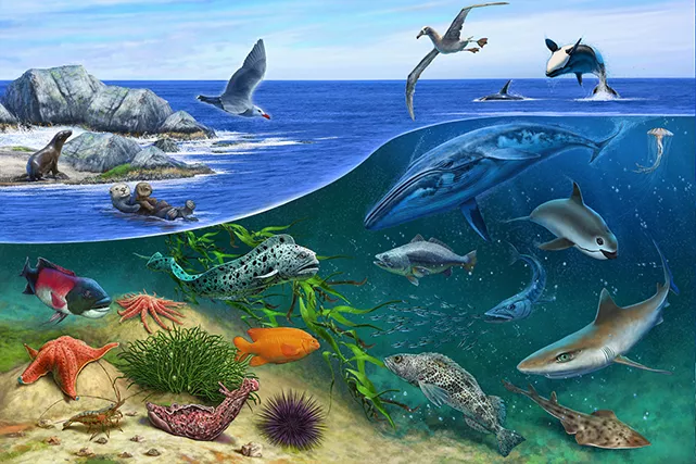 Ecosystem of the Monterey Bay, by Rudolf Farkas. Digital illustration, 210 x 297mm, 300dpi 