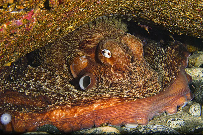 The North Pacific giant octopus is the dominent predator in Toyama Bay, Japan. Photo by Martin Voeller.