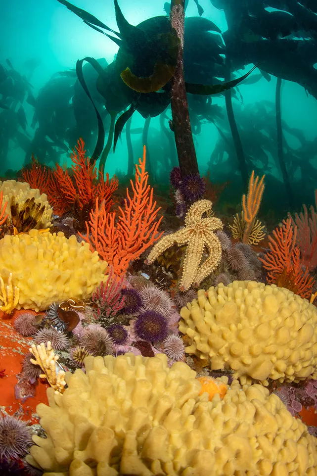 hoto by Kate Jonker: Beautiful kelp forest at Percy’s Reef with yellow sponges and orange sinuous and palmate sea fans adding a vibrant splash of colour—so typical of the kelp forests of the eastern side of False Bay, South Africa.