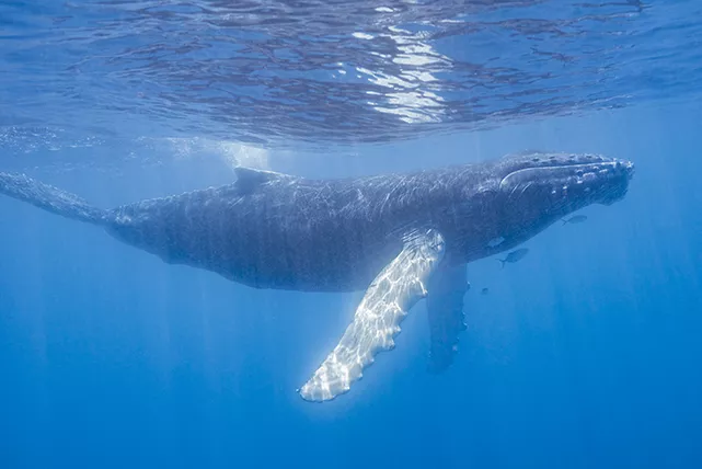 North Atlantic humpback whale calf. Photo by Matthew Meier