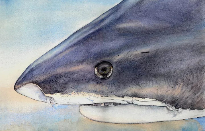 Illustration of a tiger shark by Ila France Porcher