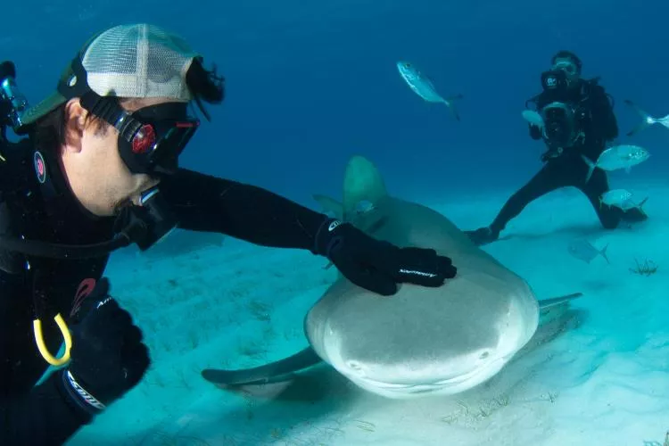 Divers with lemon sharks. Photo by Andy Murch
