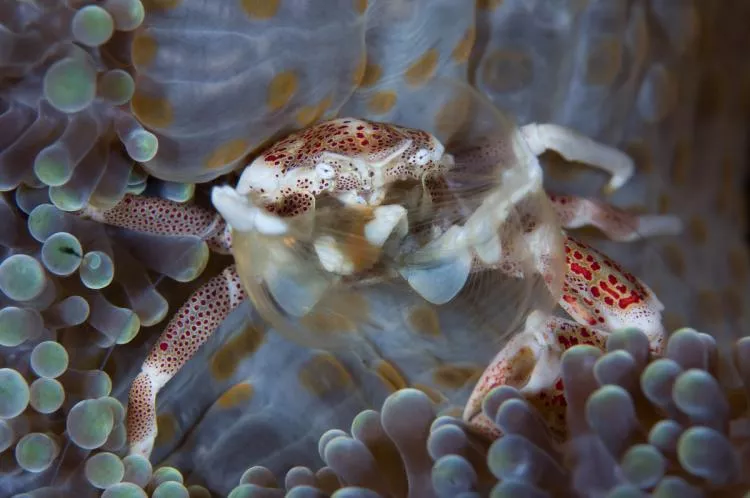 Porcelain crab in anemone, Solomon Islands. Photo by Steve Jones