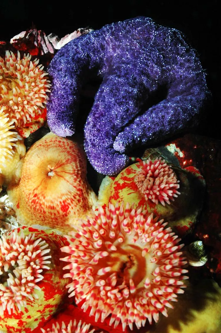 Ochre star and painted anemones, Skookumchuck. Photo by Barb Roy