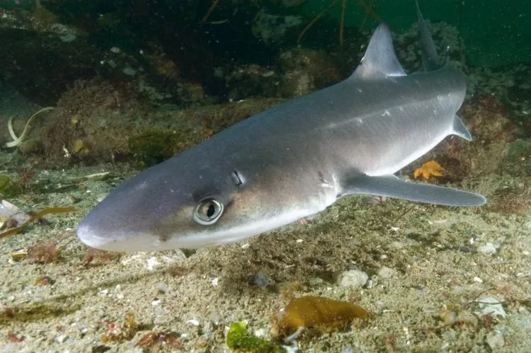 Spiny dogfish. Photo by Andy Murch